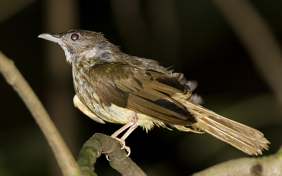 Unknown Bulbul, southern Thailand