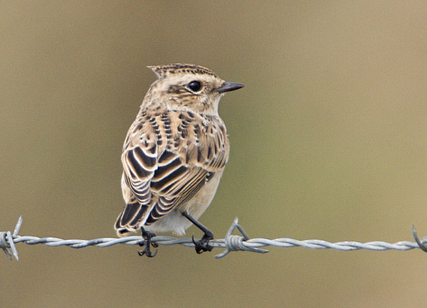 Winchat / Buskskvtta