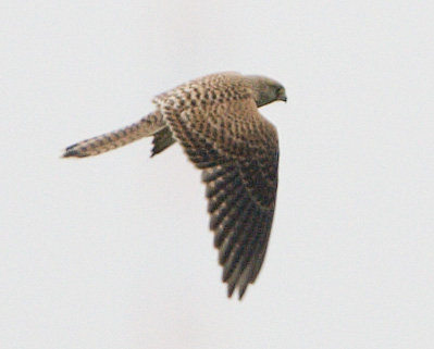 Common Kestrel / Tornfalk