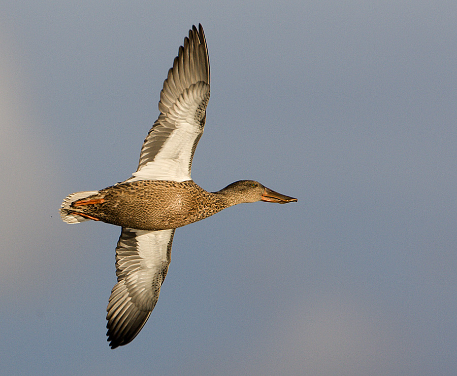 Northern Shoveler / Skedand