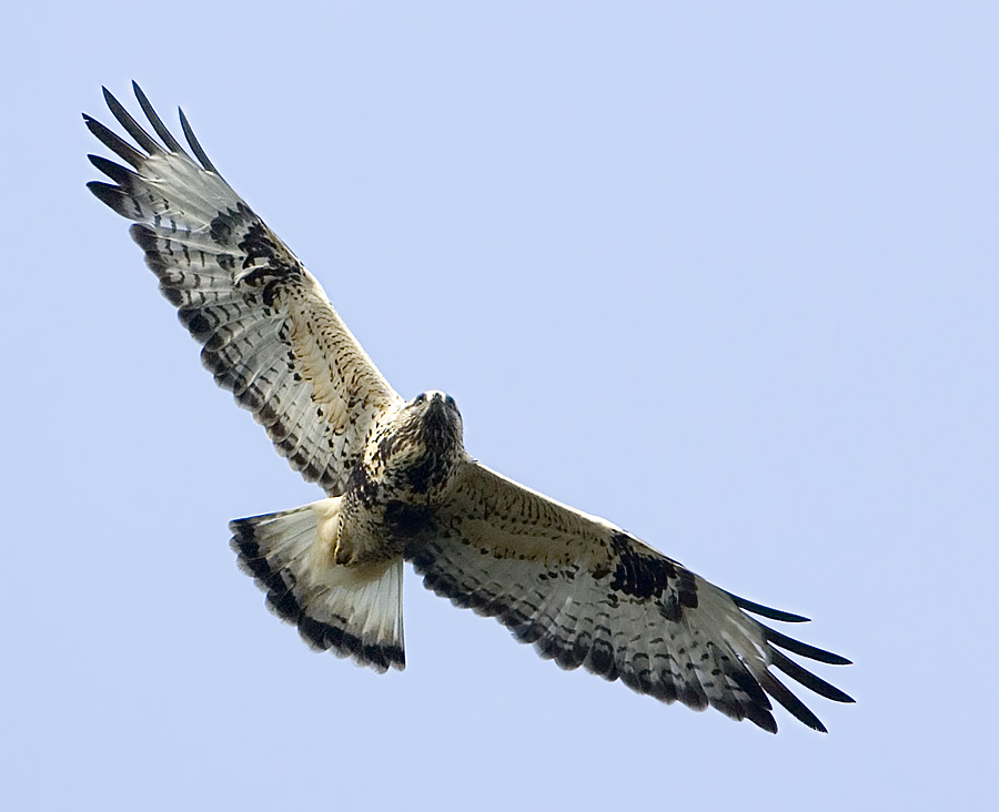 Rough-legged Buzzard / Fjllvrk