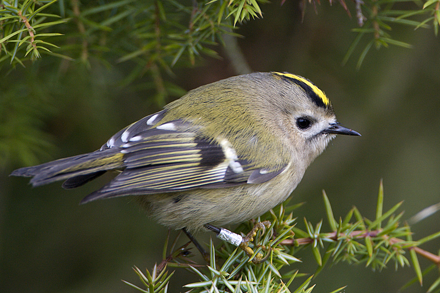 Goldcrest / Kungsfgel
