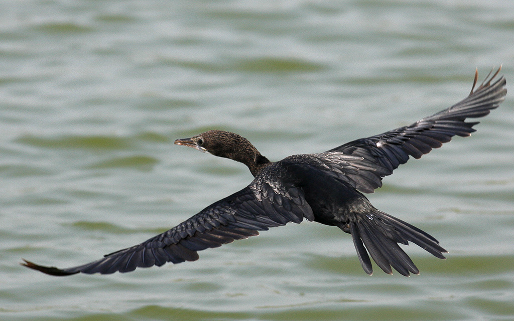 Little Cormorant