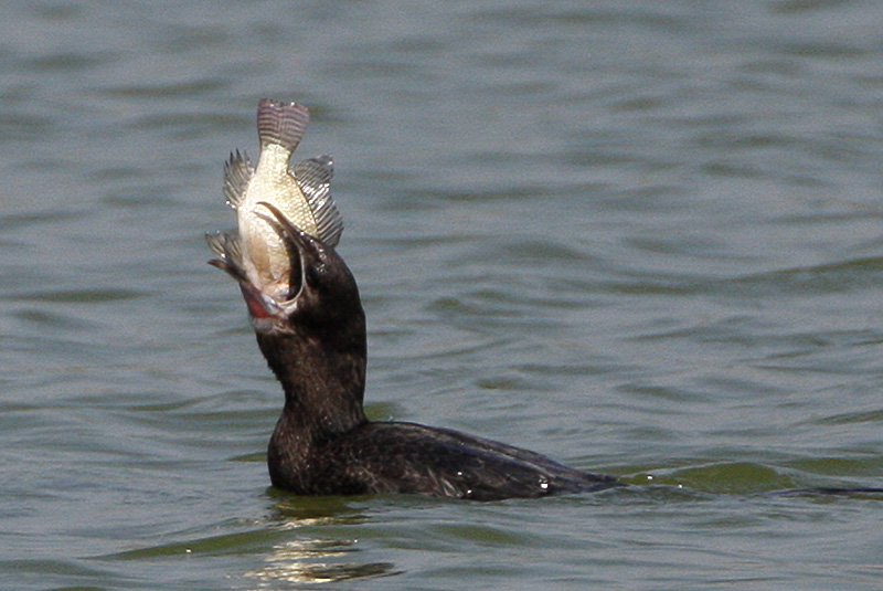 Little Cormorant