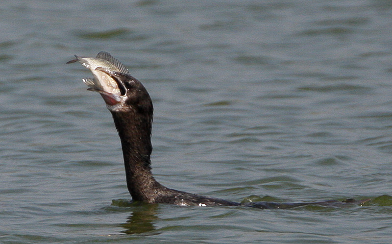 Little Cormorant