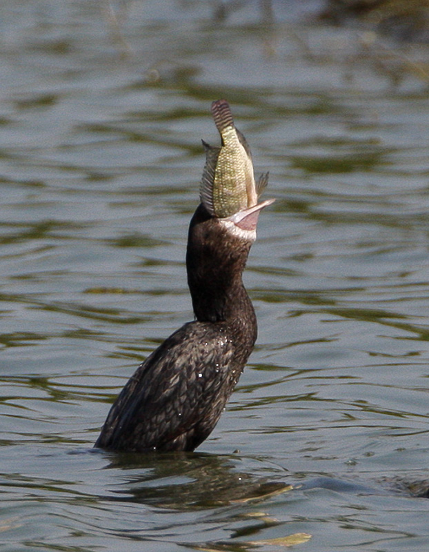 Little Cormorant