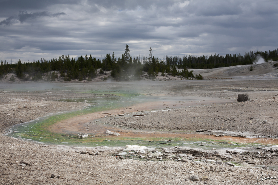 Yellowstone N.P.