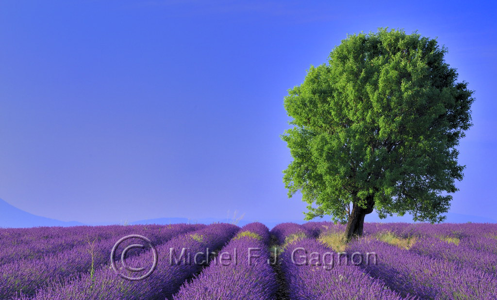 Plateau de Valensole (7+7+8 => 24 HM)