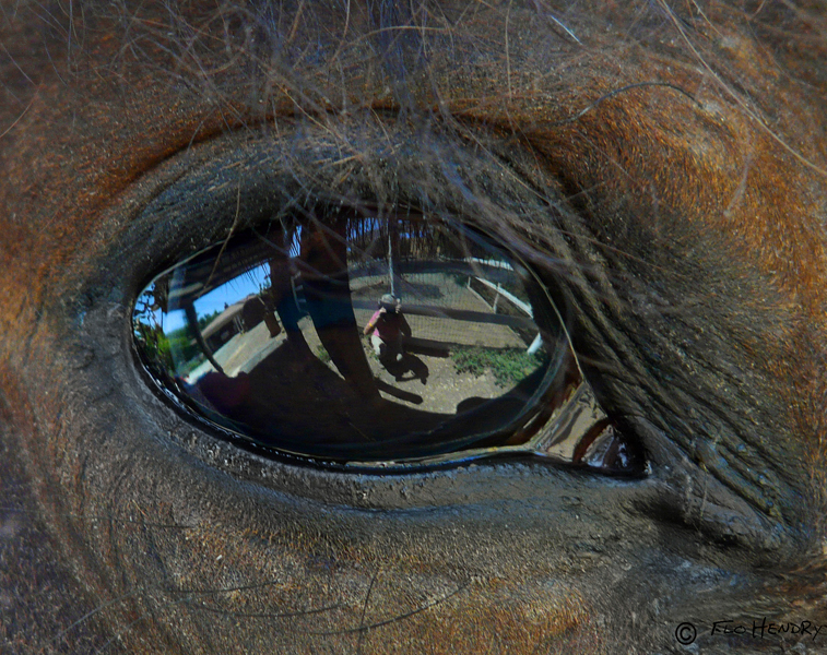 Photographer As Seen by a Horse