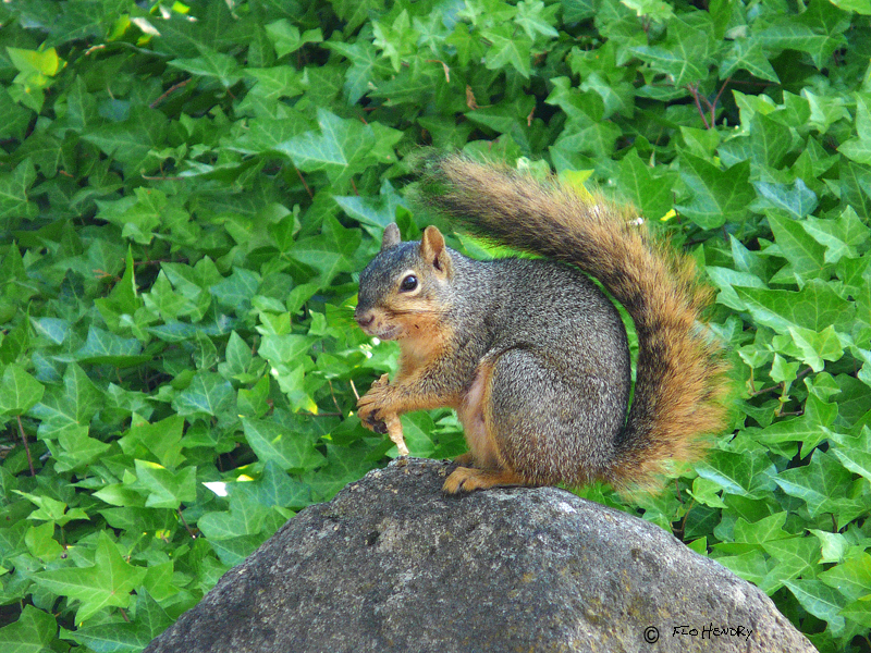 Fox Squirrel (Sciurus niger)