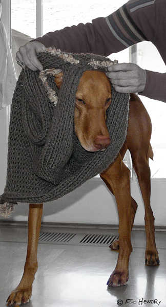 Dressing the Pet