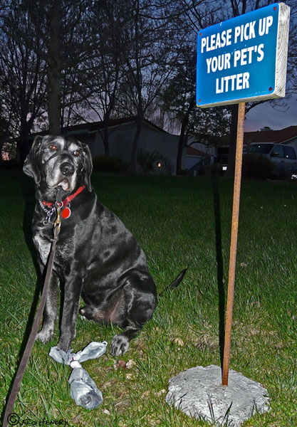 Pet Poop Control