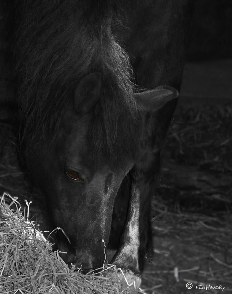 All Creatures Great & Small Cared For