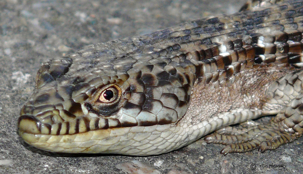Southern Alligator Lizard (3 views)