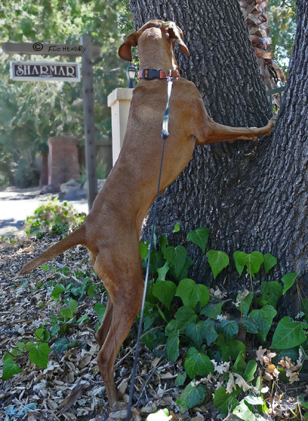 Barking up the wrong tree_0004_edited-1.jpg
