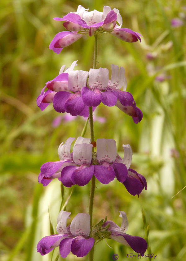 Chinese Houses (Collinsia heterophylla)