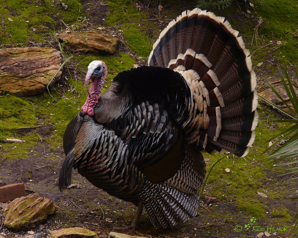 Wild Turkey - male