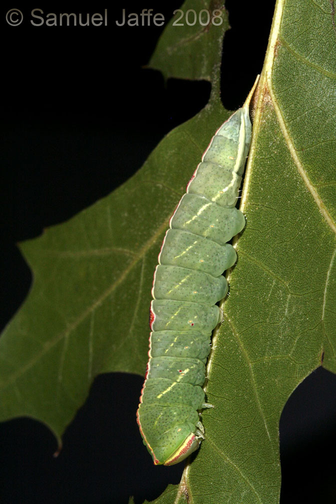 Macrurocampa marthesia (Mottled Prominent)