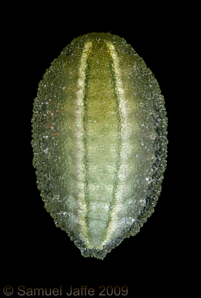 Apoda biguttata - Shagreened Slug