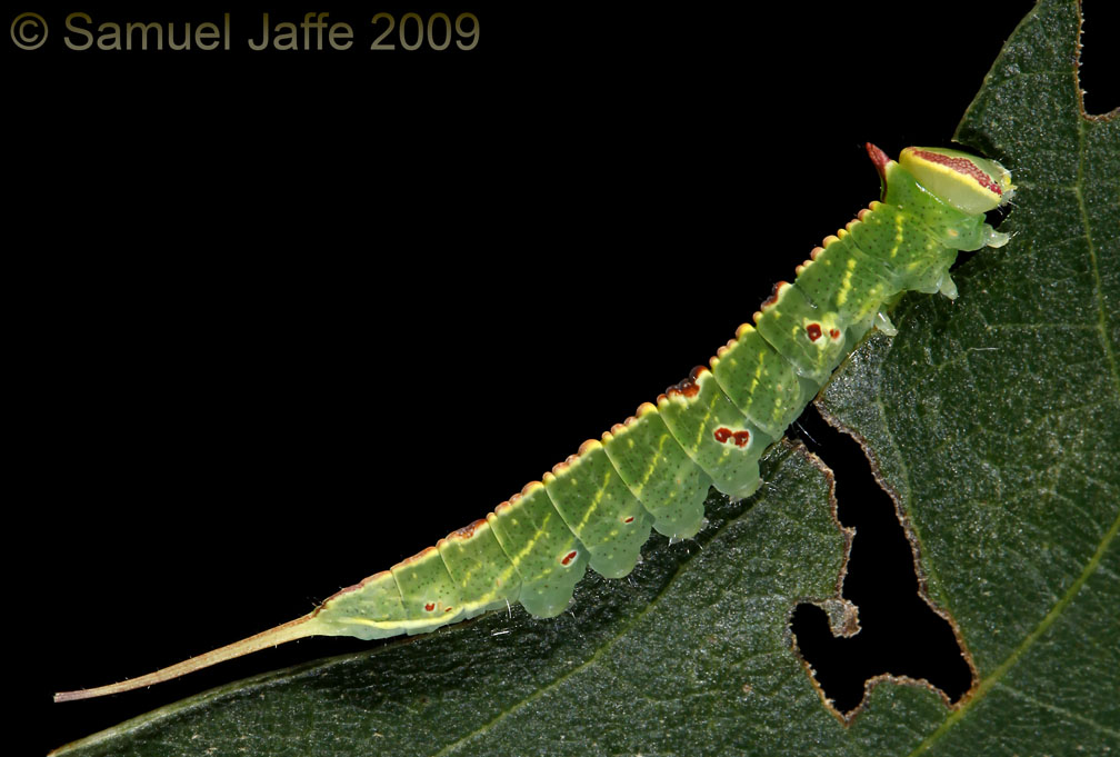 Macrurocampa marthesia - Mottled Prominent