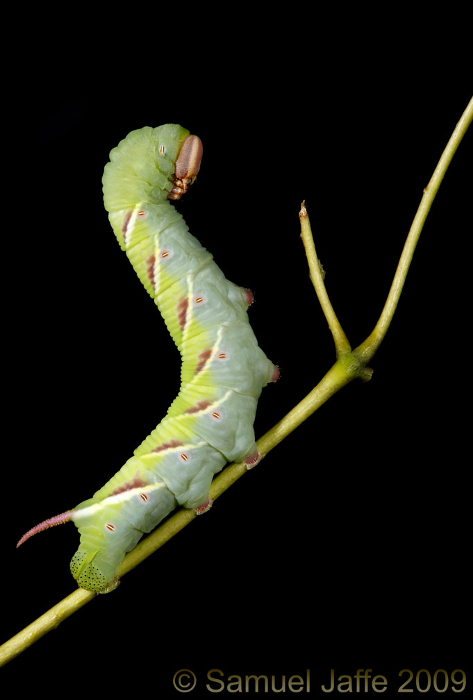 Ceratomia undulosa - Waved Sphinx