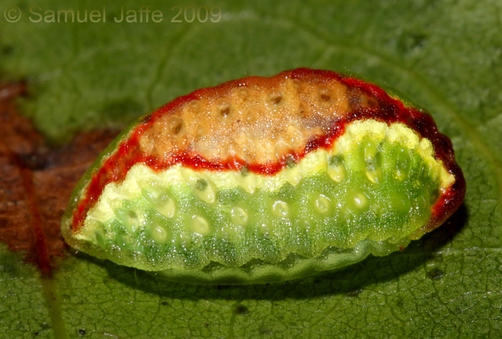 Tortricidia flexuosa - Abbreviated Slug