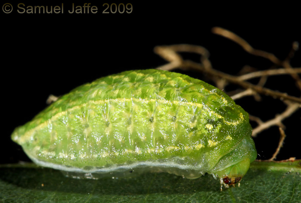 Lithacodes fasciola - Yellow Shouldered Slug