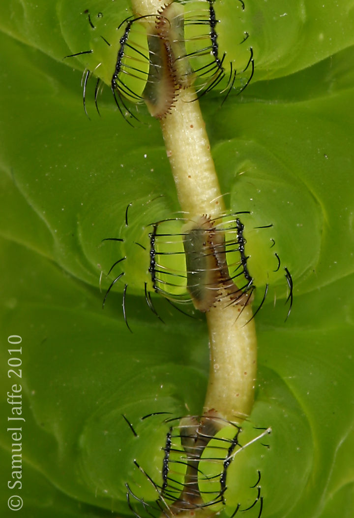 Actias luna - Luna Moth