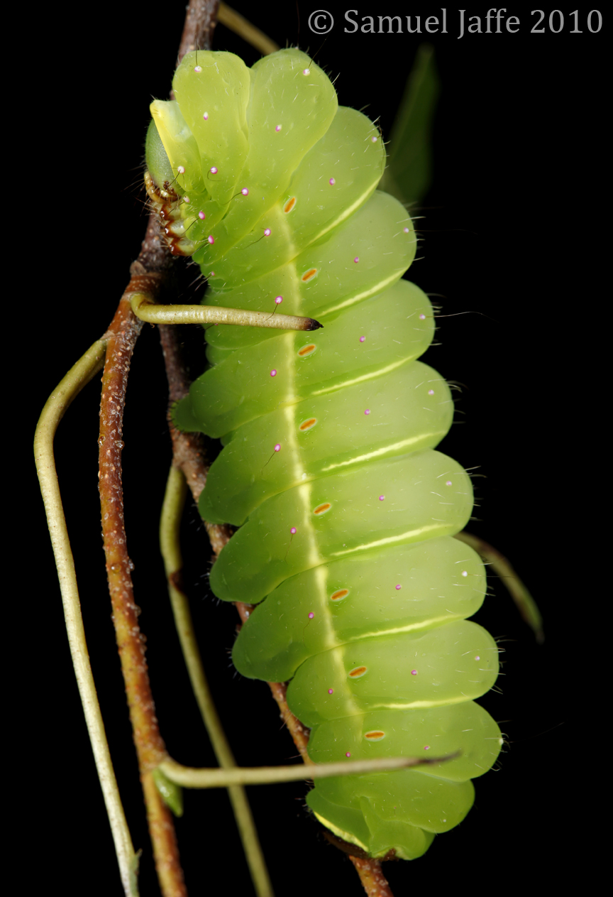 Actias luna - Luna Moth