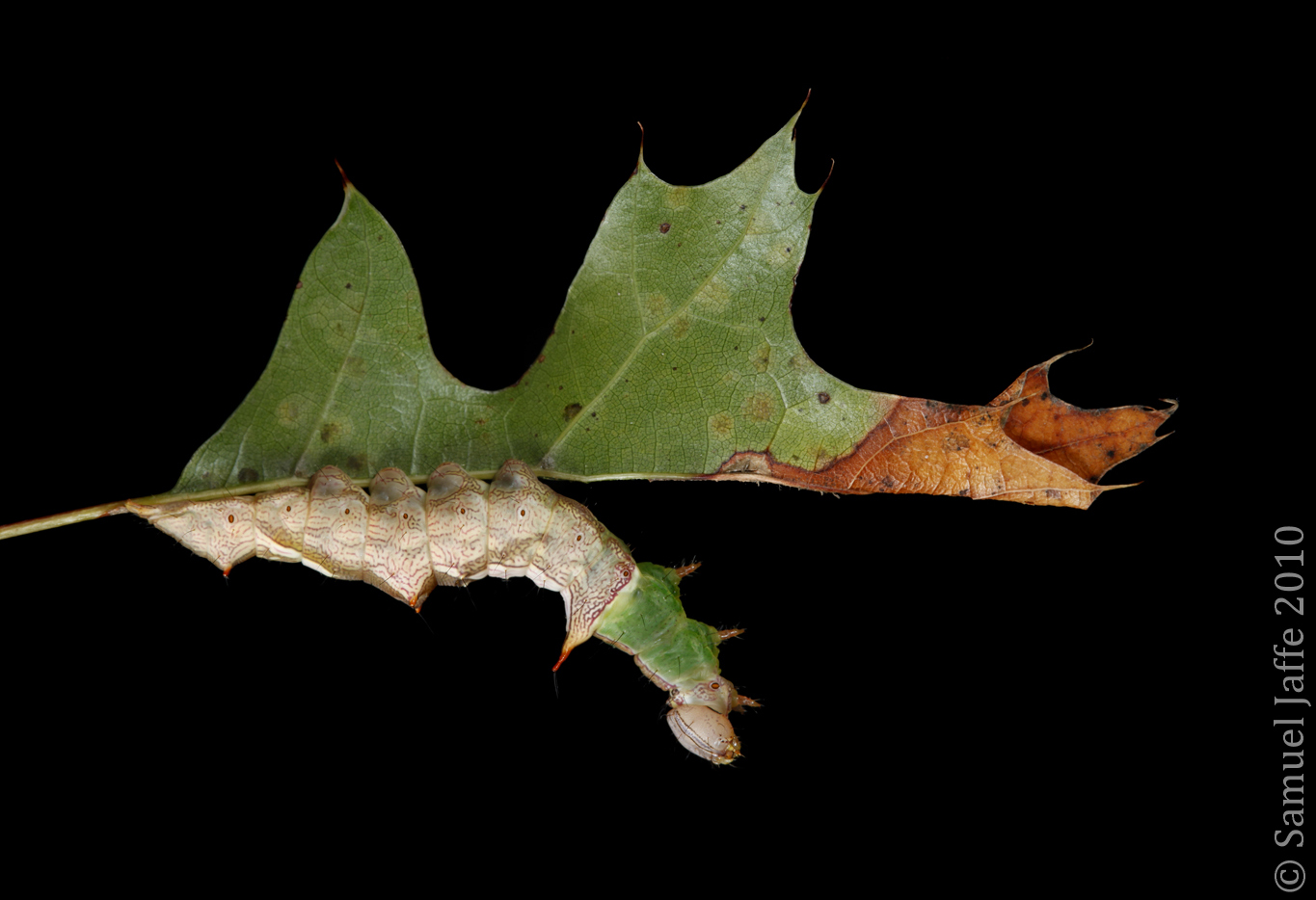  Life on the Leaf Edge - Checkered 21x31
