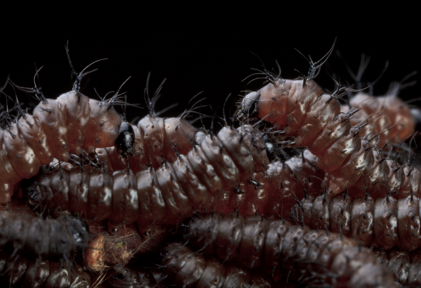 New England Buck Moth Cluster - First Instars