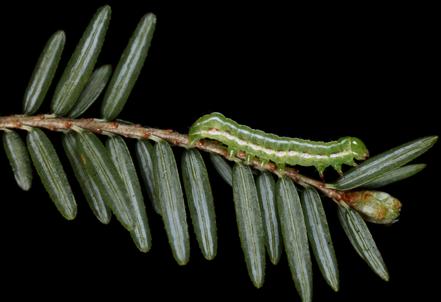 Feralia jocosa The Joker - Fourth instar