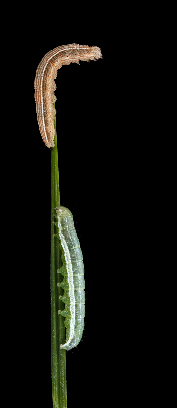 Sedge Feeders