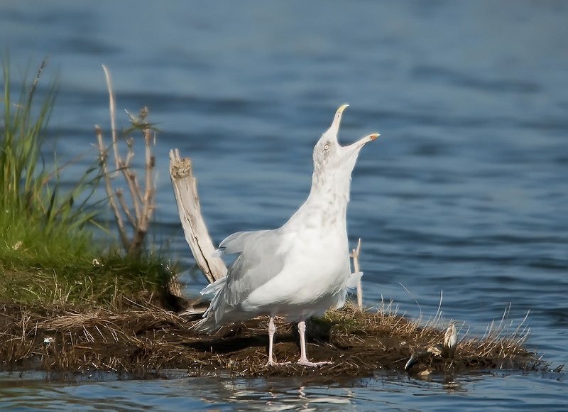 Herring gull