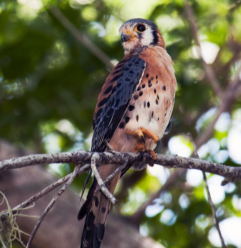 Kestrel Falcon