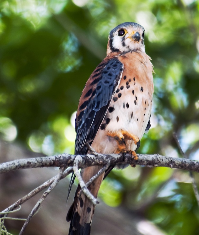 Kestrel Falcon