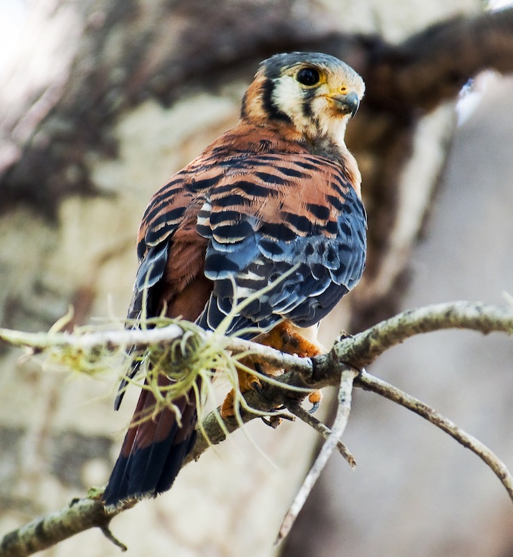 Kestrel Falcon