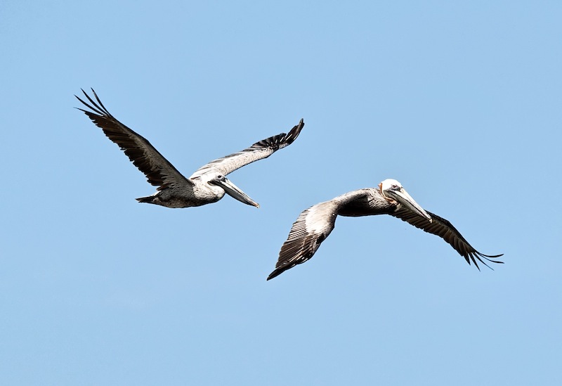 Pelicanos Pardos (Brown Pelicans)