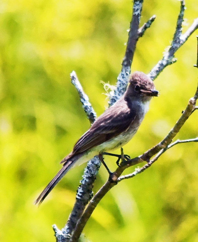 Alder Flycatcher