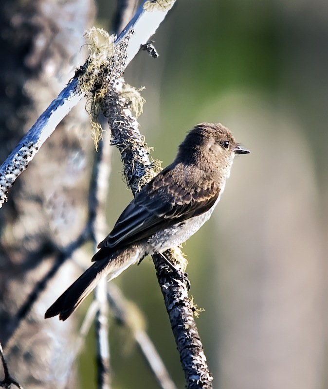 Flycatcher