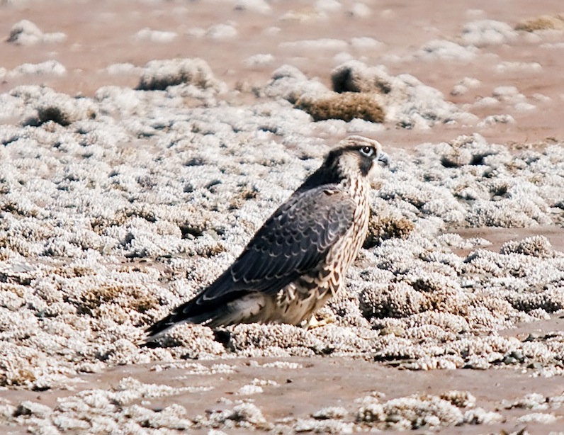 Peregrine Falcon