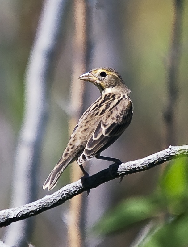 Dickcissel