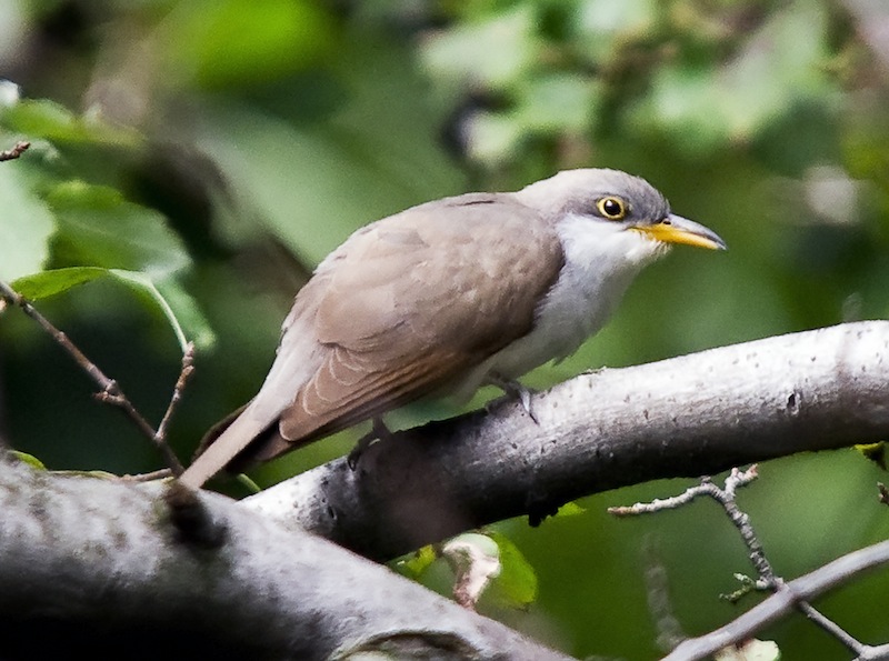 Yellow-billed Cuckoo