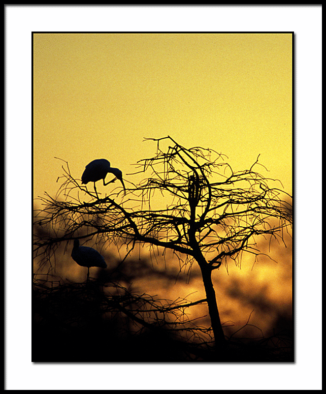 Ibis At Sunset