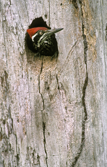 male in nest