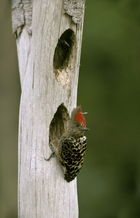 roost cavities