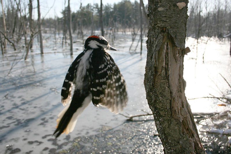 Hairy Woodpecker (<i>Leucotonopicos villosus</i>)