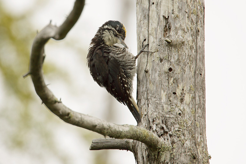 American Three-toed Woodpecker (<i>Picoides dorsalis</i>)
