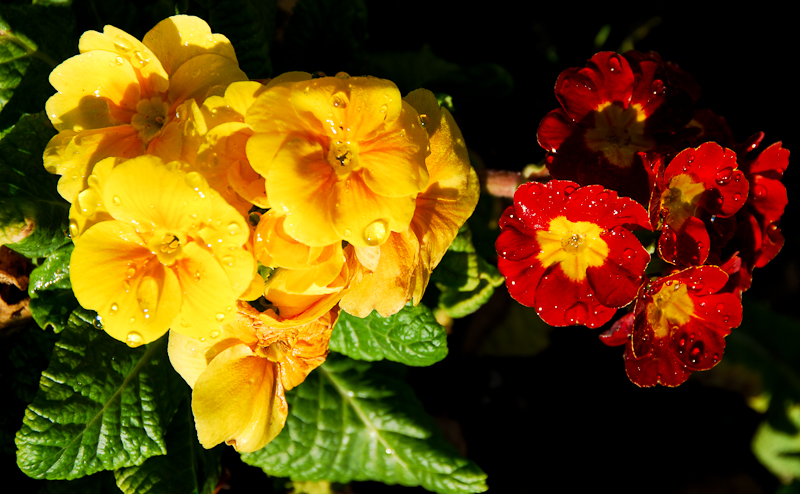 morning dew at St. James Church 3