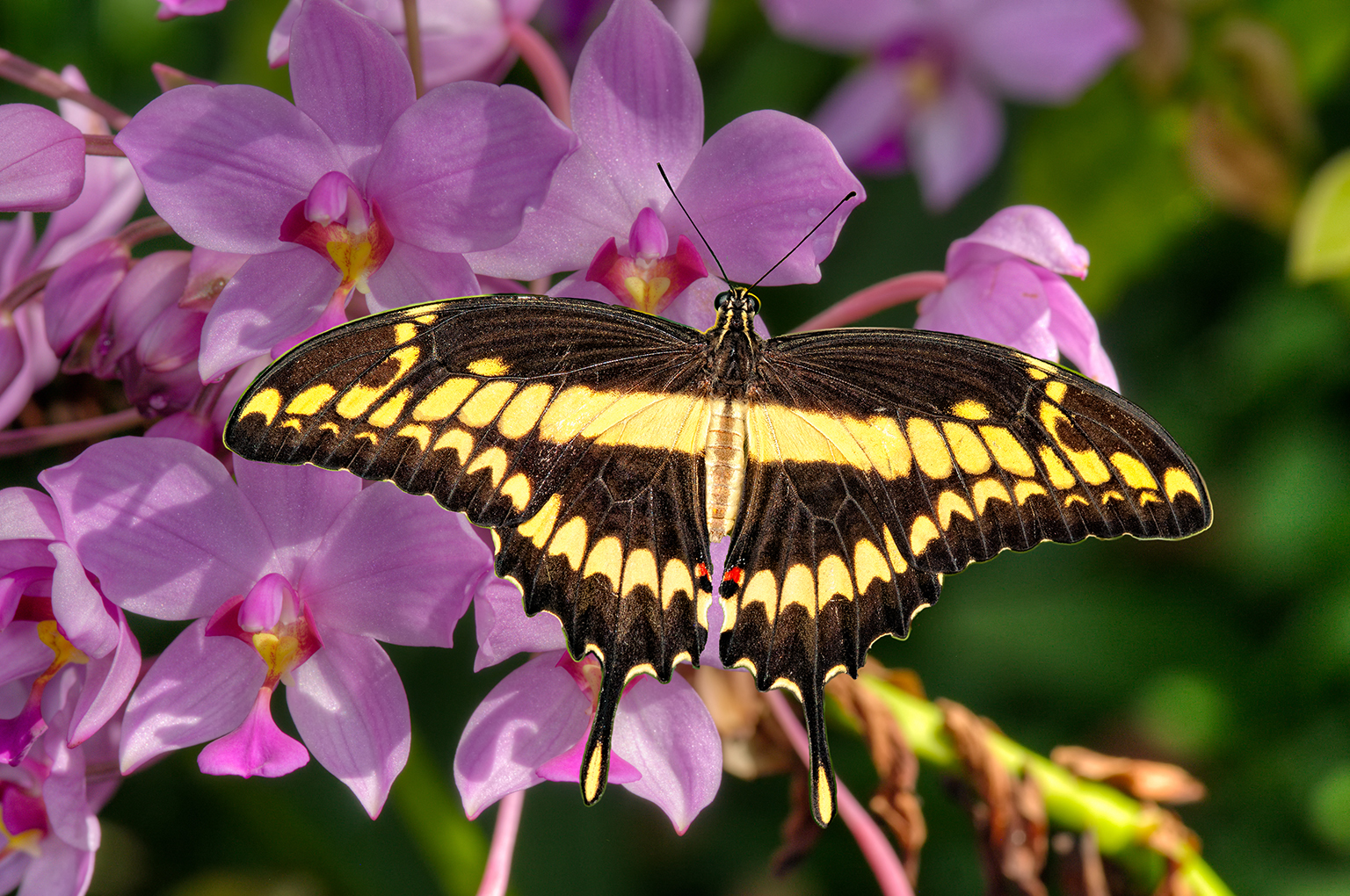 Swallowtail On Orchids